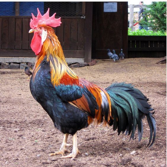 Gallic rooster
